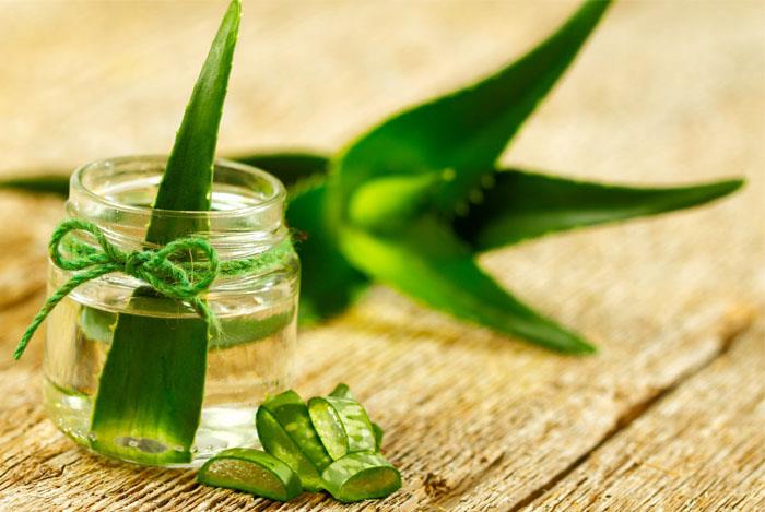 Doğanın Mucizesi Aloe Vera’nın Faydaları