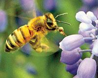 Bal arıları dörde kadar sayabiliyor