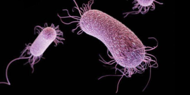 Gelecek Nesillere Bilgi Aktaran Bakteri Türü Keşfedildi