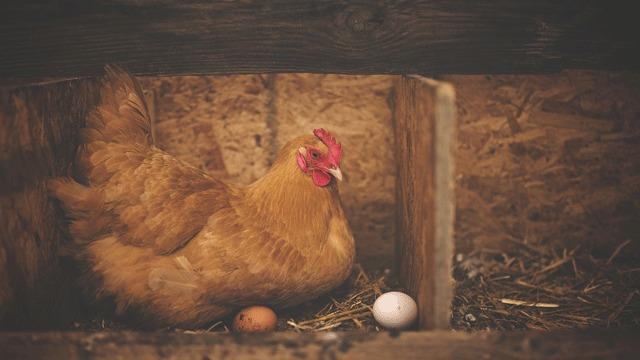 Kanser İlacı Yumurtlayan Tavuklar Yetiştirildi