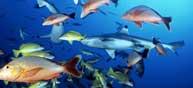 Tropikal Balıklar Akdenize Akın Etti