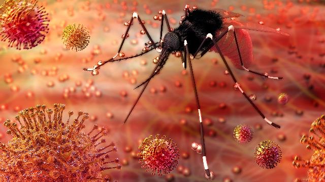 Zika Virüsü Nedir, Nasıl Bulaşır?
